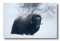 Musk Ox_ANL_7077